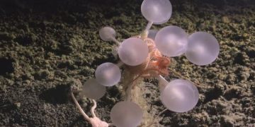 ছবি-এনডিটিভি