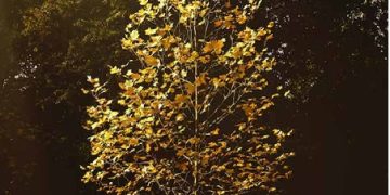 গাছের পাতায় হলুদ ধাতুর ঝলকানি, গবেষণায় যা জানা গেল