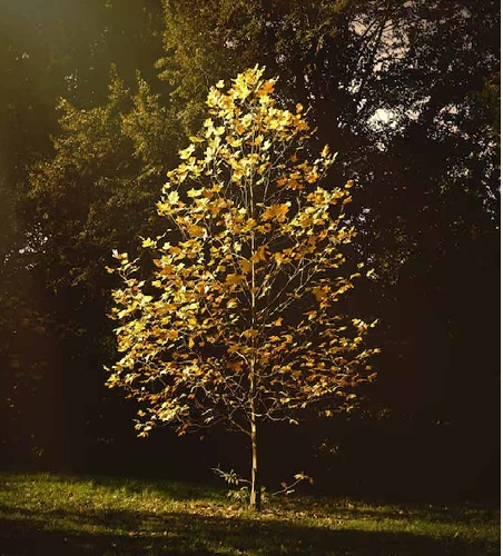 গাছের পাতায় হলুদ ধাতুর ঝলকানি, গবেষণায় যা জানা গেল