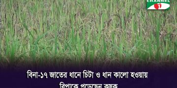নীলফামারীতে বিনা-১৭ ধানের ফলন বিপর্যয়