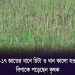 নীলফামারীতে বিনা-১৭ ধানের ফলন বিপর্যয়