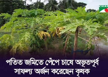 ভোলায় পতিত জমিতে পেঁপে চাষে সফল্য