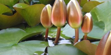 শাপলা কলি প্রতীক