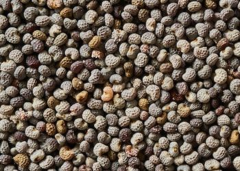 পপি সিড। ছবি: সংগৃহীত