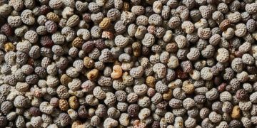 পপি সিড। ছবি: সংগৃহীত