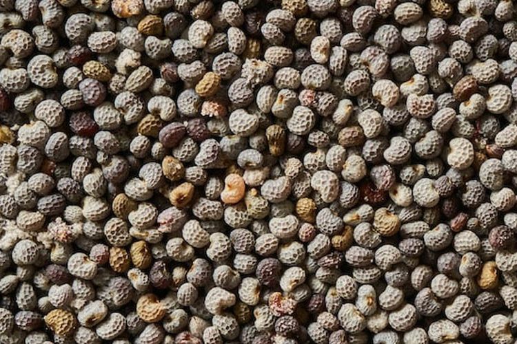 পপি সিড। ছবি: সংগৃহীত