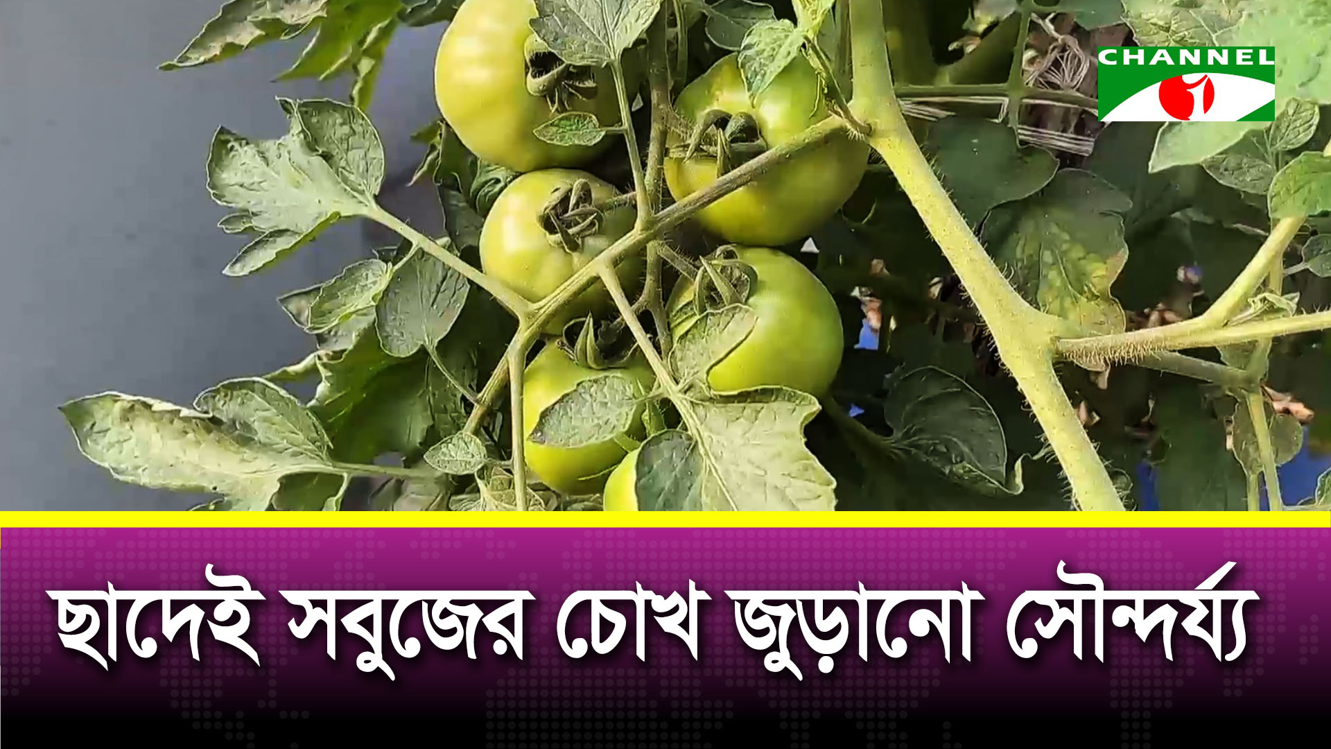 নিরাপদ খাদ্য আর মানসিক প্রশান্তি আনছে ছাদকৃষি