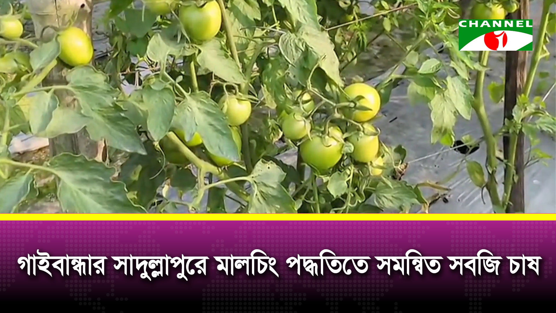 প্রযুক্তি ব্যবহারে সমন্বিত চাষে লাভ বাড়ছে, গাইবান্ধায় মালচিং পদ্ধতিতে সফল আব্দুর রশীদ