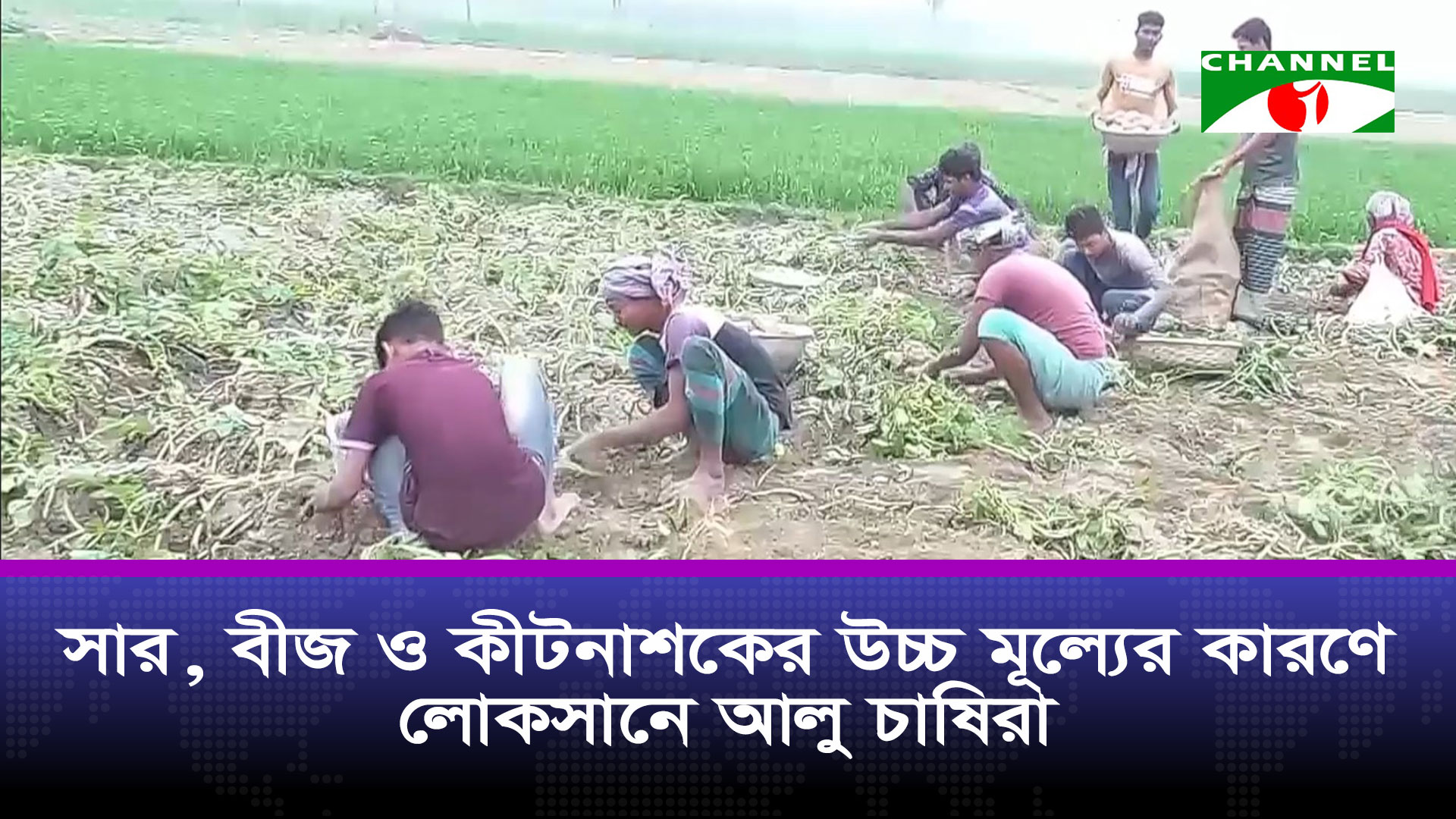 মেহেরপুরে সার-বীজ-কীটনাশকের উচ্চ মূল্যে লোকসানে আলু চাষিরা