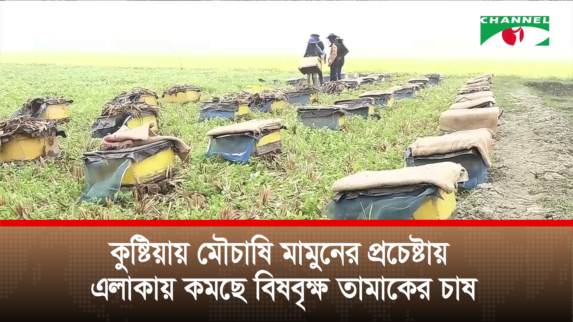 কুষ্টিয়ায় মৌচাষি মামুনের প্রচেষ্টায় এলাকায় কমছে বিষবৃক্ষ তামাকের চাষ