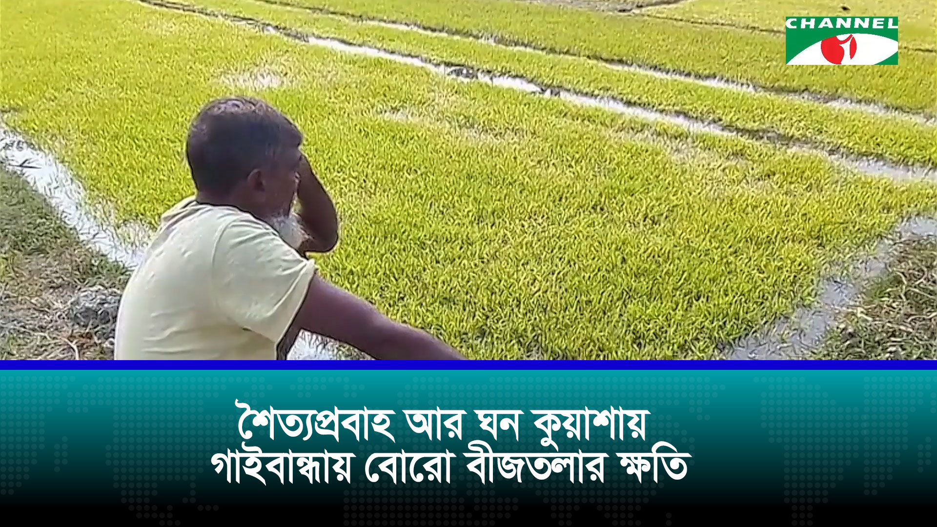 শৈত্যপ্রবাহ আর ঘন কুয়াশায় গাইবান্ধায় বোরো বীজতলার ক্ষতি