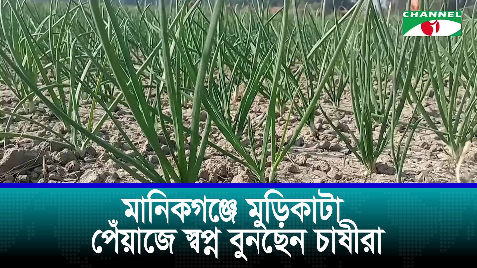 মানিকগঞ্জে মুড়িকাটা পেঁয়াজে স্বপ্ন বুনছেন চাষীরা