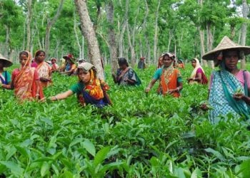 বাগান থেকে চা পাতা আহরণে ব্যস্ত শ্রমিকরা