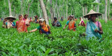বাগান থেকে চা পাতা আহরণে ব্যস্ত শ্রমিকরা