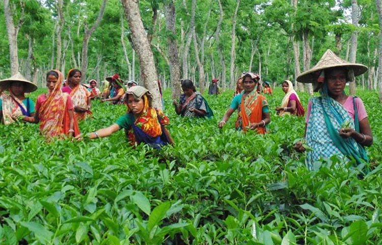 বাগান থেকে চা পাতা আহরণে ব্যস্ত শ্রমিকরা