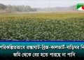 টাঙ্গাইলের বাসাইলে জলবদ্ধতায় সরিষার আবাদ ব্যহত