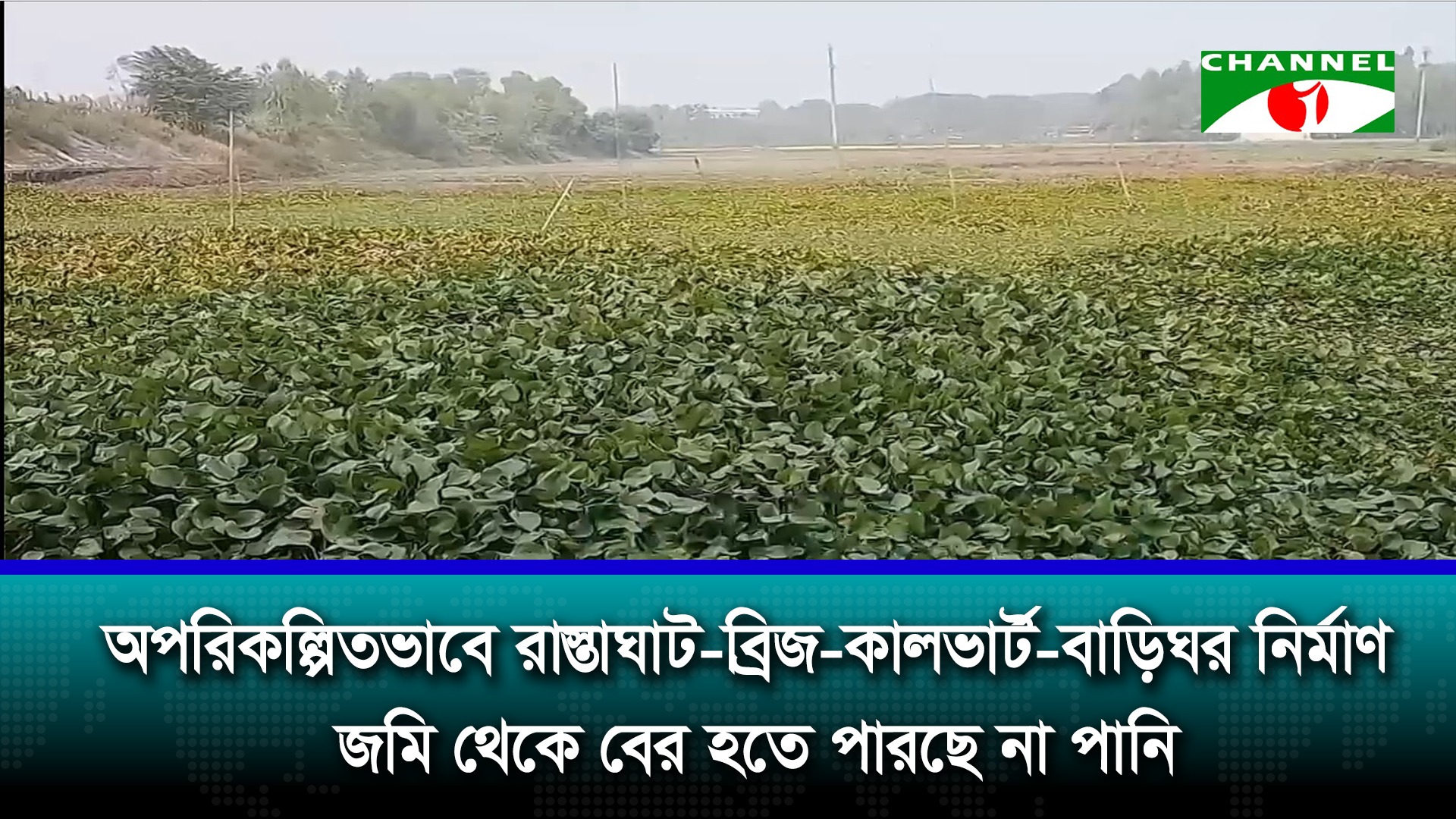 টাঙ্গাইলের বাসাইলে জলবদ্ধতায় সরিষার আবাদ ব্যাহত