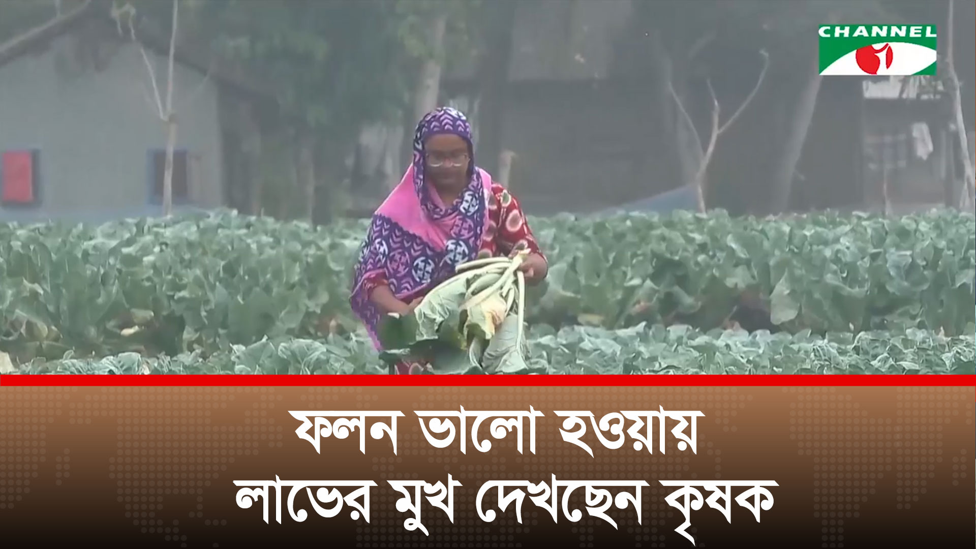 নড়াইলে ফুলকপি চাষে জমে উঠেছে মাঠের ব্যস্ততা