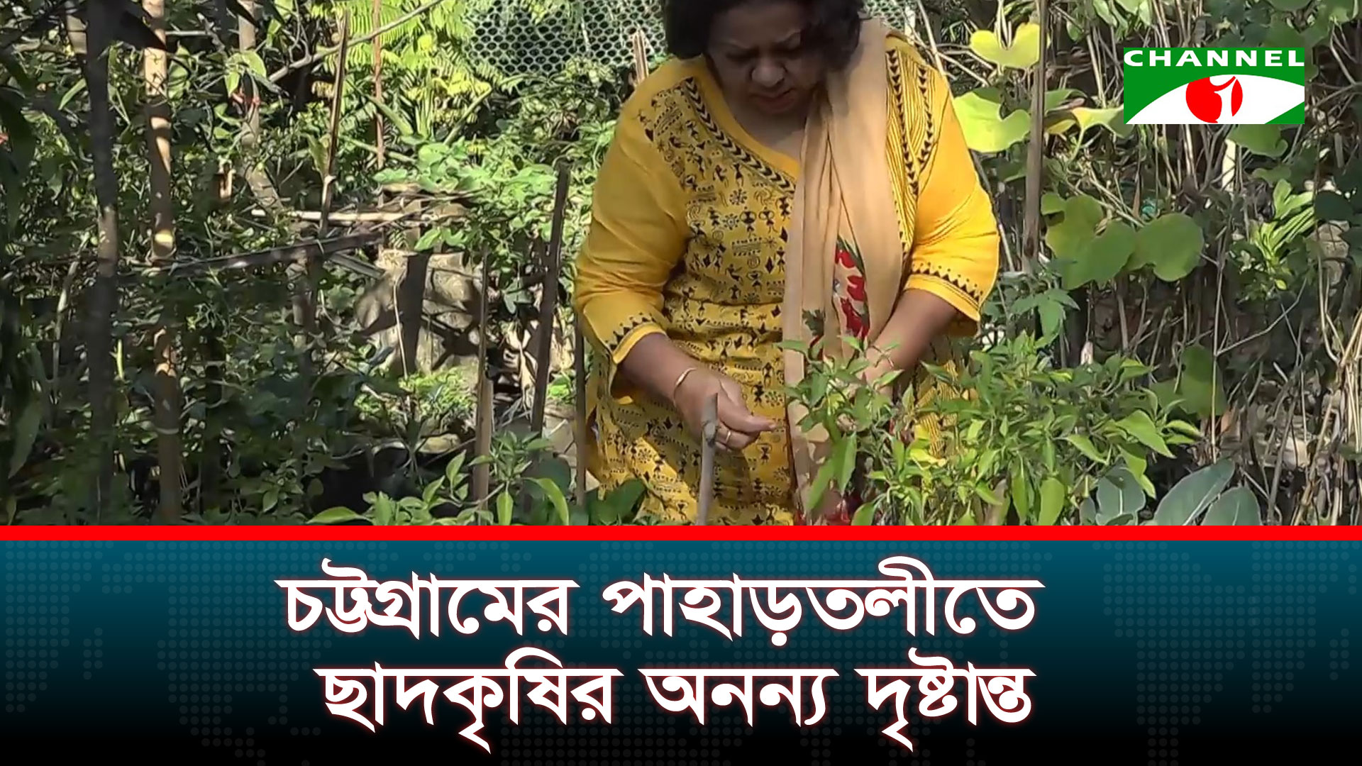 রমজানে নিরাপদ খাদ্যের খোঁজে ছাদকৃষিতে ঝুঁকছেন নগরবাসী