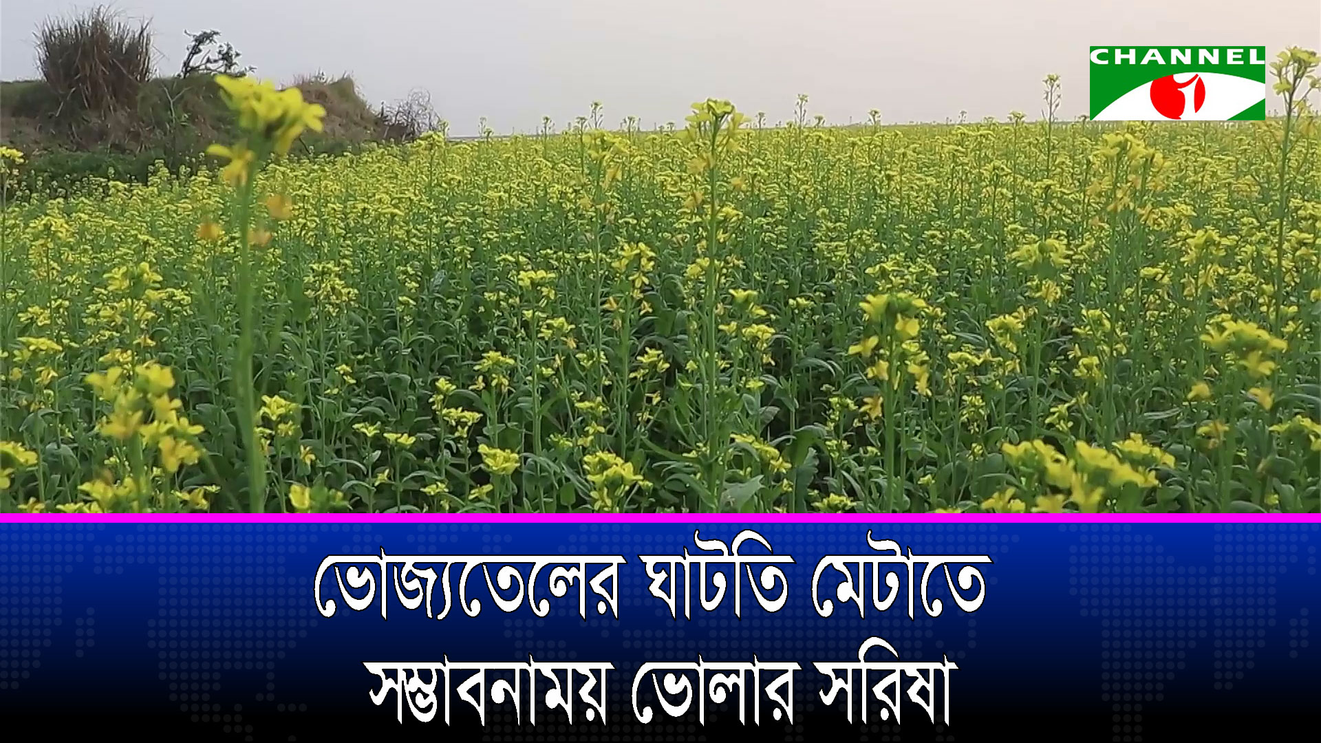 ভোজ্যতেলের ঘাটতি মেটাতে সম্ভাবনাময় ভোলার সরিষা