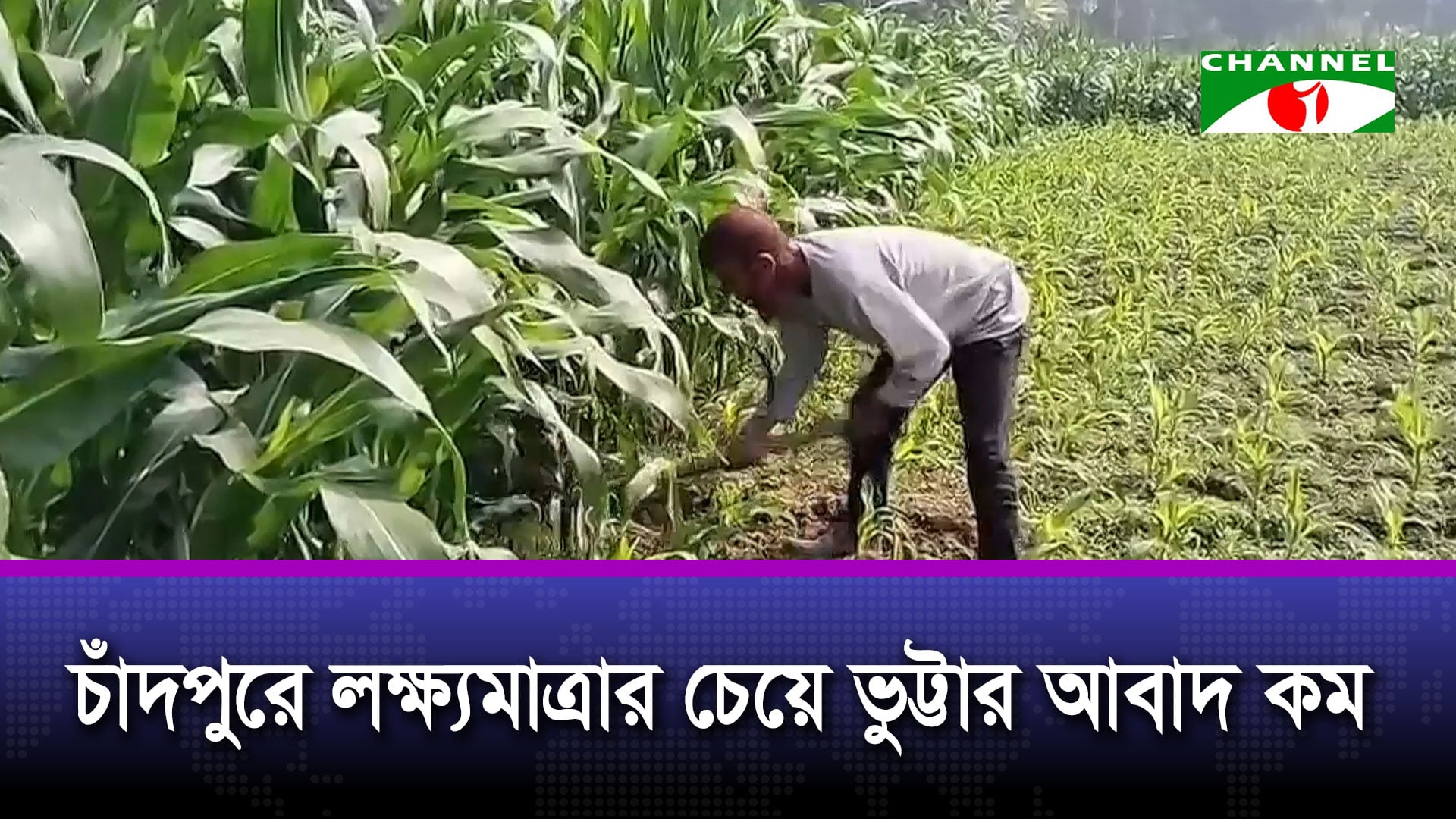 চাঁদপুরে লক্ষ্যমাত্রার চেয়ে ভুট্টার আবাদ কম | চ্যানেল আই অনলাইন চাঁদপুরে লক্ষ্যমাত্রার চেয়ে ভুট্টার আবাদ কম | চ্যানেল আই অনলাইন