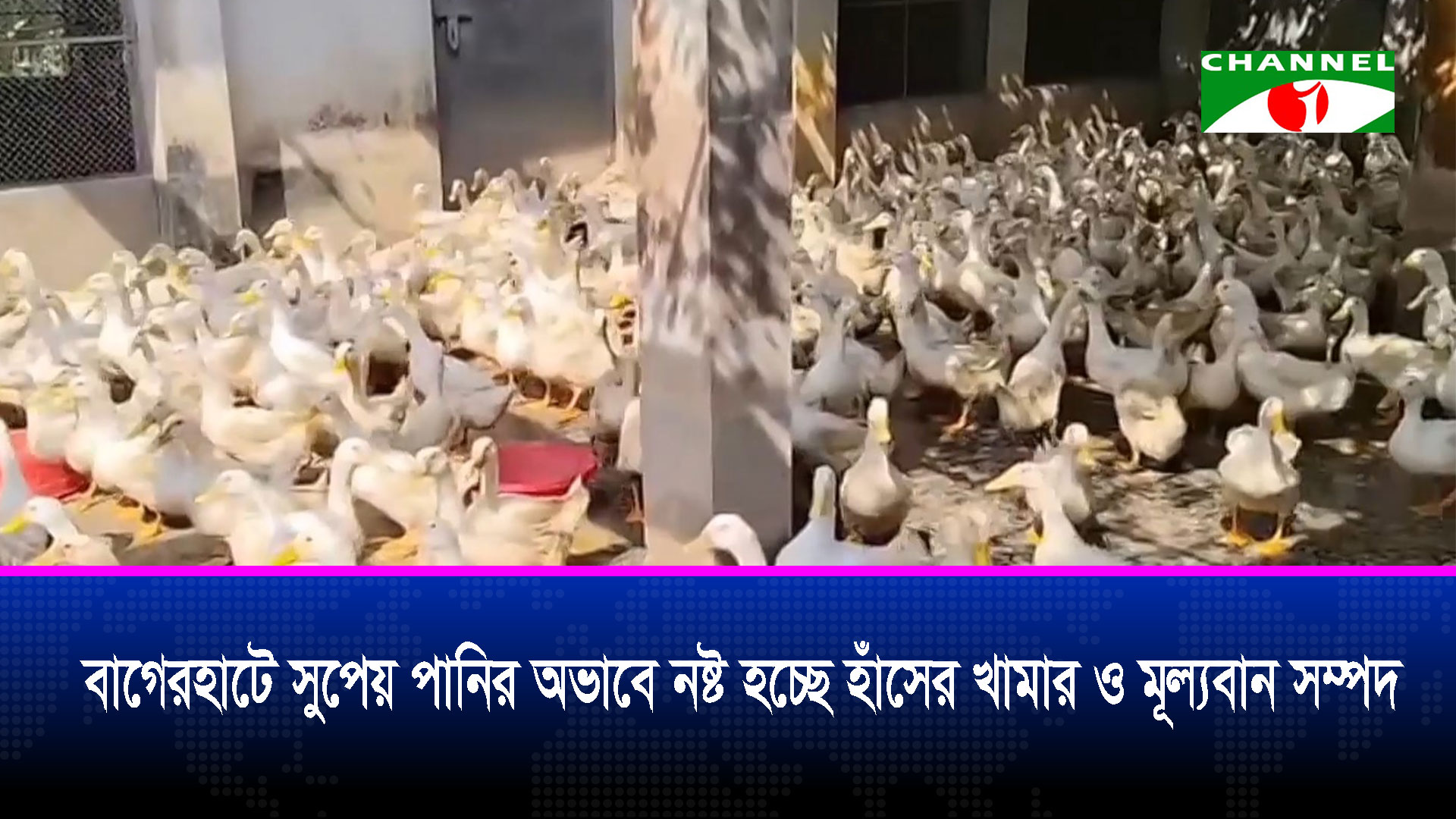 বাগেরহাটে সুপেয় পানির অভাবে নষ্ট হচ্ছে হাঁসের খামার ও মূল্যবান সম্পদ