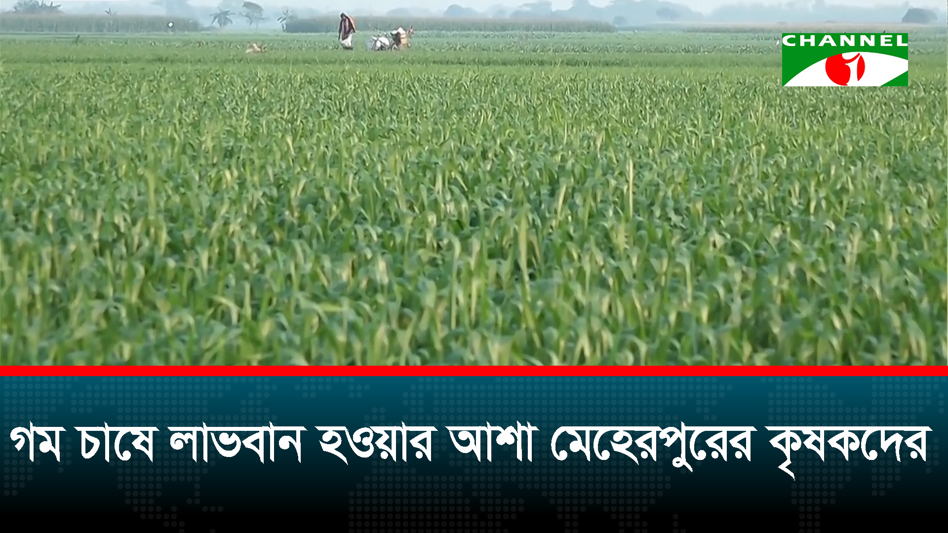 বারি-৩৩ গমে ভালো ফলন, বাজার দরে শঙ্কা