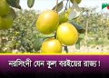 Commercial cultivation of plum is increasing in Narsingdi | Channel i News