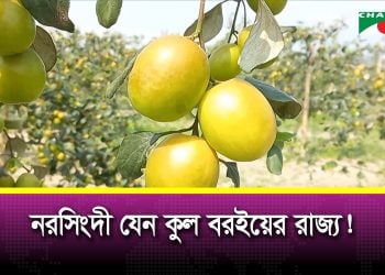 Commercial cultivation of plum is increasing in Narsingdi | Channel i News