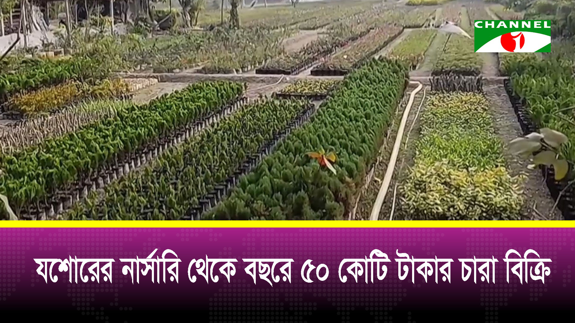 যশোরের নার্সারি থেকে বছরে ৫০ কোটি টাকার চারা বিক্রি