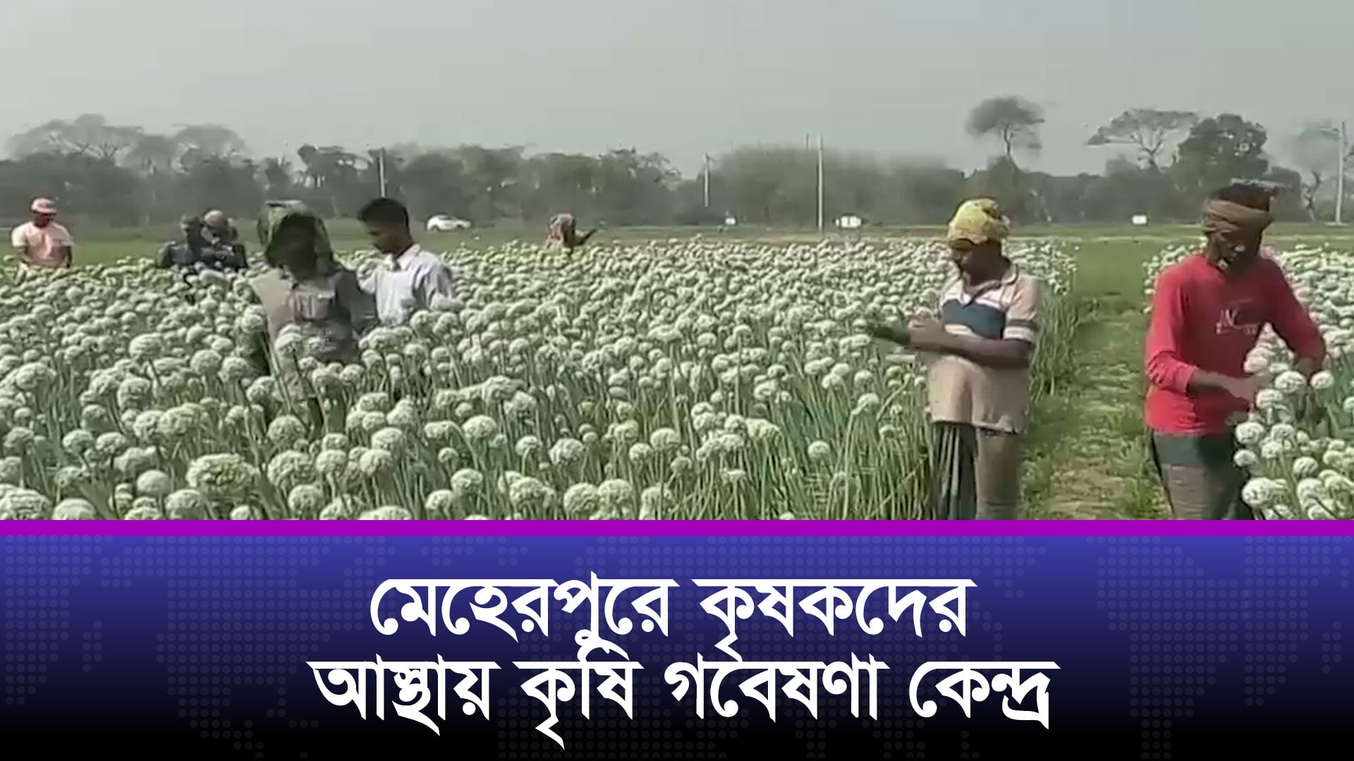 মেহেরপুরে কৃষকদের আস্থায় কৃষি গবেষণা কেন্দ্র