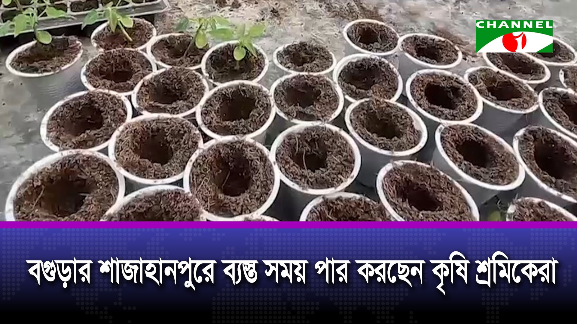বগুড়ার শাজাহানপুরে ব্যস্ত সময় পার করছেন কৃষি শ্রমিকেরা