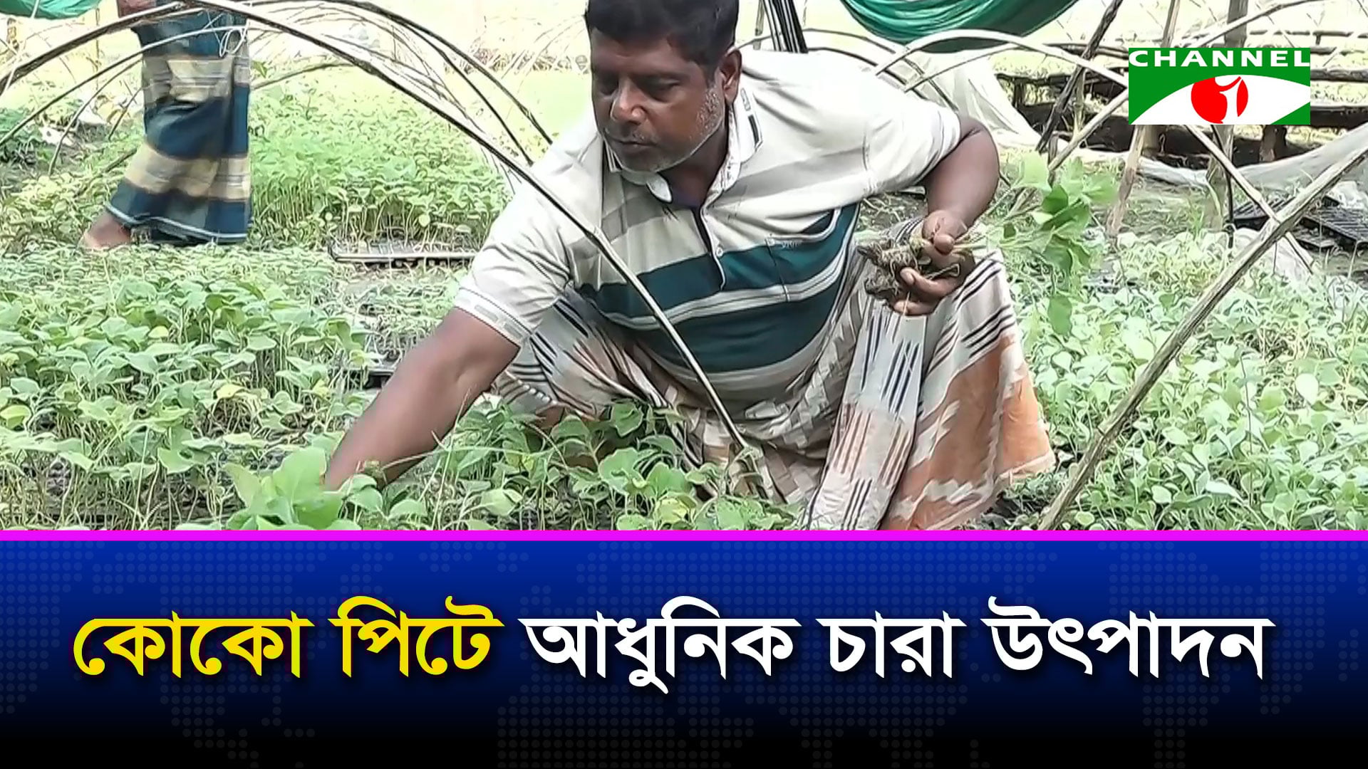 কুষ্টিয়ায় আধুনিক প্রযুক্তি ও কোকো পিটে চারা উৎপাদন