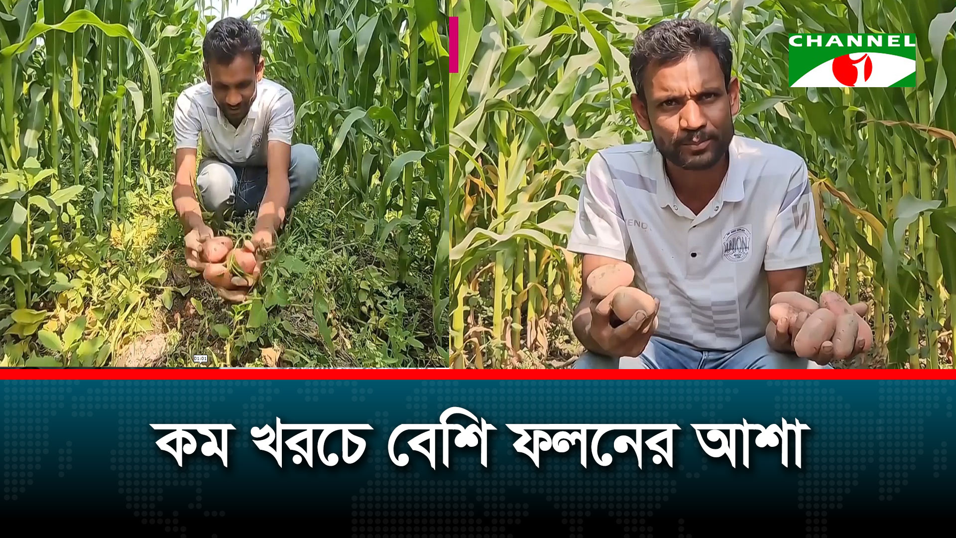 পঞ্চগড়ে একই জমিতে ভুট্টা ও আলুর আবাদ