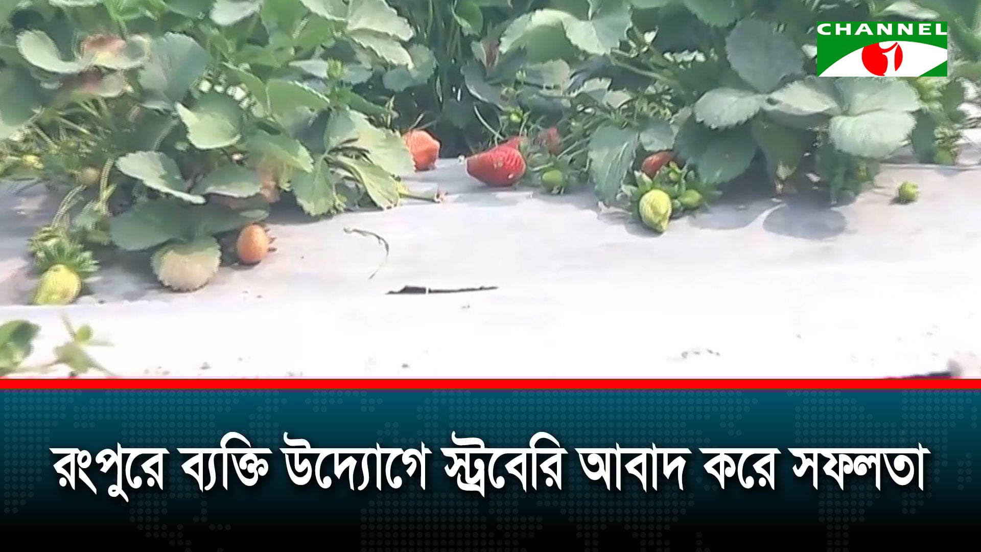 রংপুরে উচ্চ মূল্যের স্ট্রবেরি আবাদ করে লাভবান হয়েছেন তরুণ উদ্যোক্তা