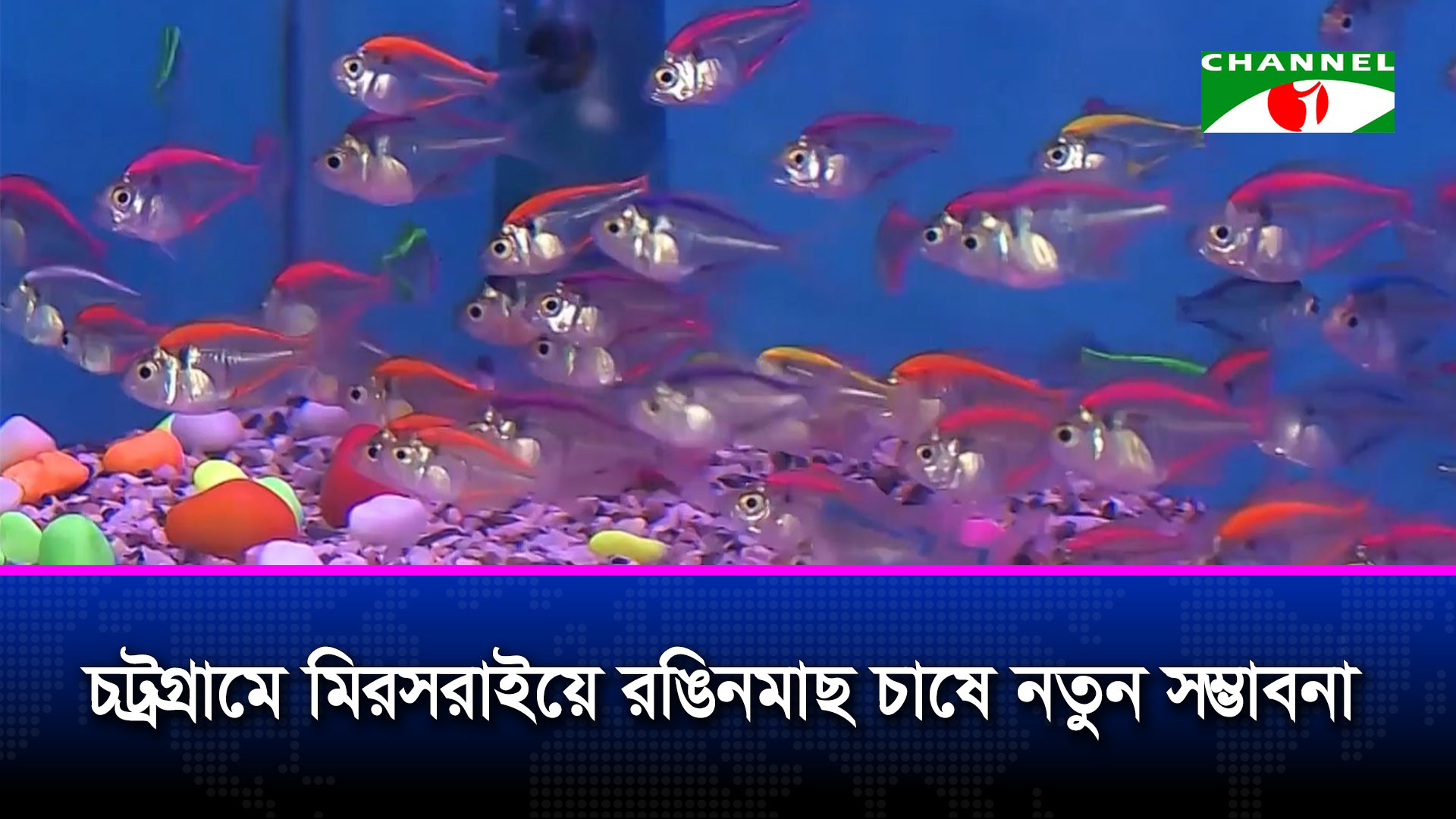 চট্রগ্রামে মিরসরাইয়ে রঙিনমাছ চাষে নতুন সম্ভাবনা
