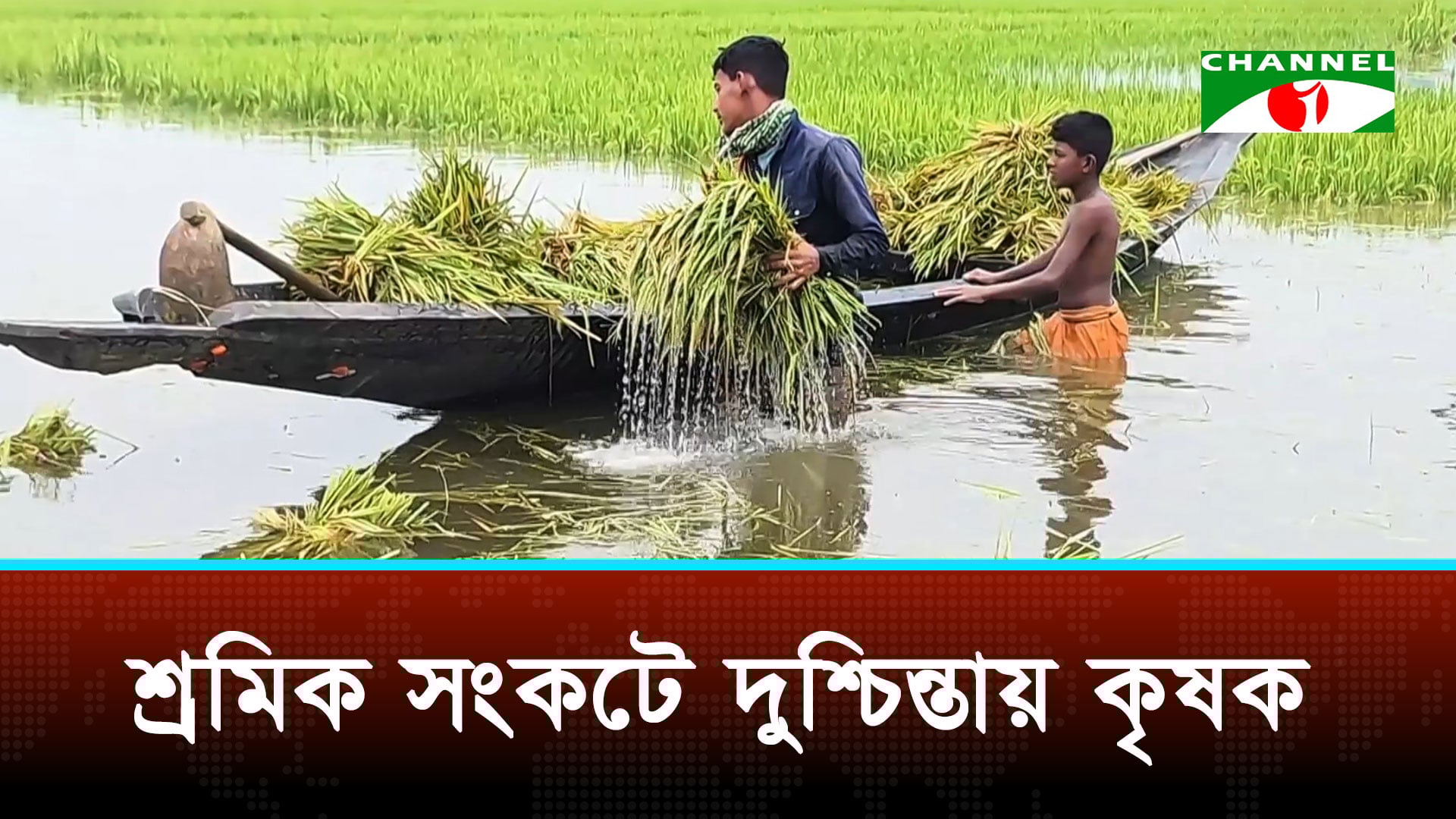 সুনামগঞ্জে বৃষ্টি হওয়ায় তলিয়ে যাচ্ছে কাঁচা ধান