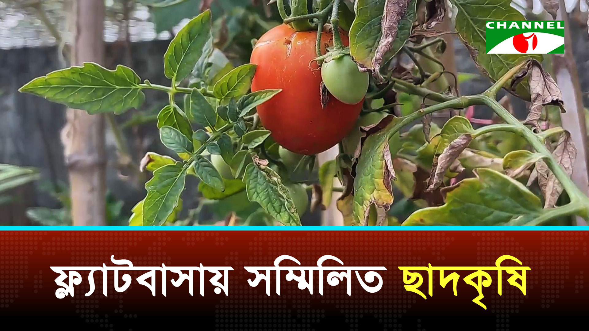 রামপুরায় গড়ে উঠেছে ব্যতিক্রমী ছাদকৃষির দৃষ্টান্ত