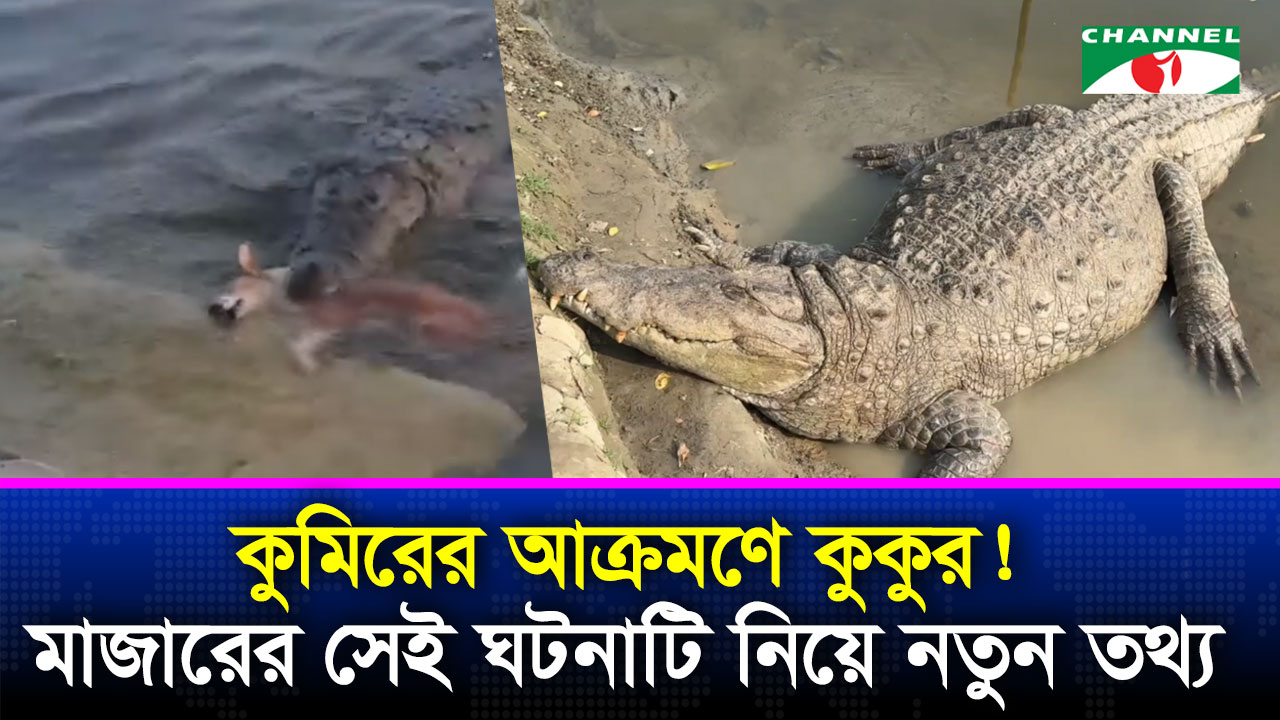 কুমিরের মুখে কুকুর, ইচ্ছাকৃত নাকি দুর্ঘটনা?