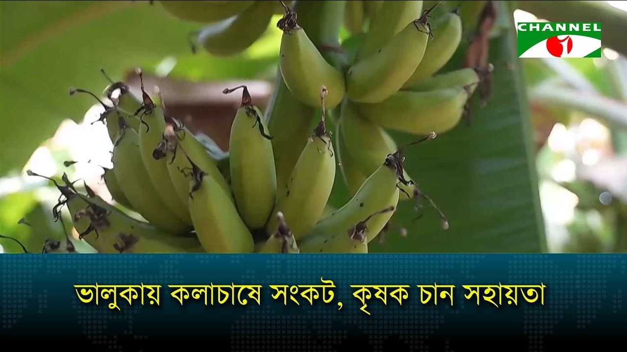 ভালুকায় কলাচাষে সংকট, কৃষক চান সহায়তা