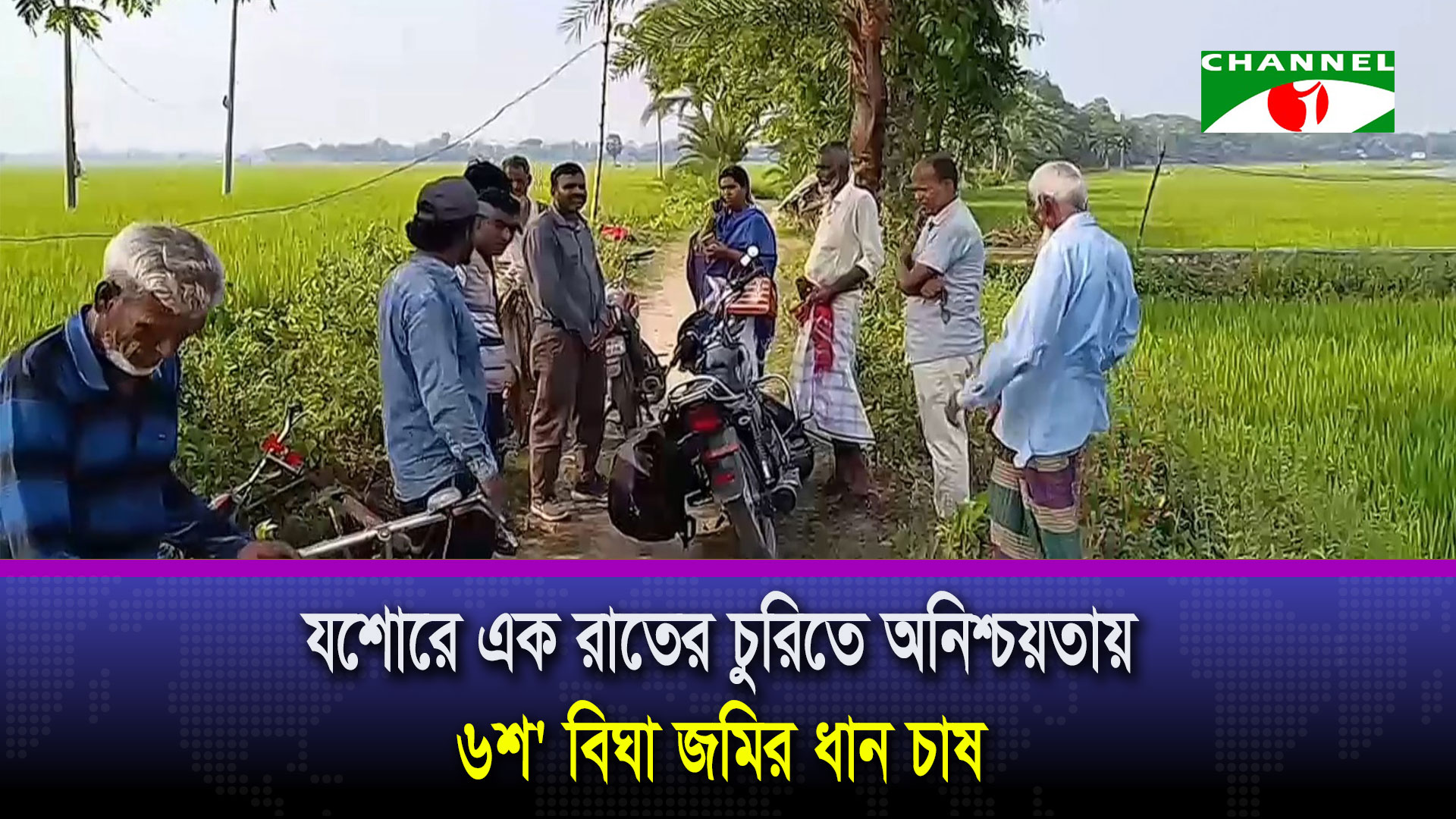 যশোরে এক রাতের চুরিতে অনিশ্চয়তায় ৬শ’ বিঘা জমির ধান চাষ