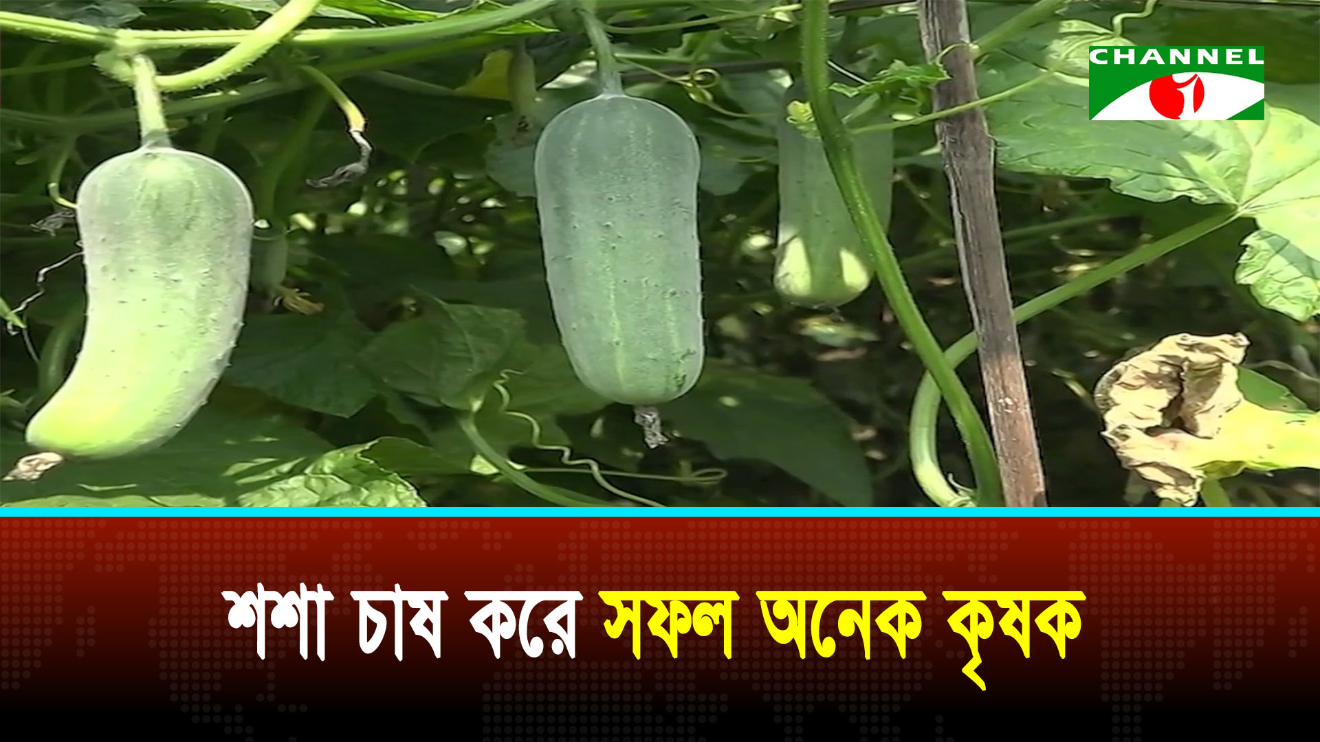কুড়িগ্রামে বাণিজ্যিক ভিত্তিতে শশা চাষ করে সফল হয়েছেন অনেক কৃষক