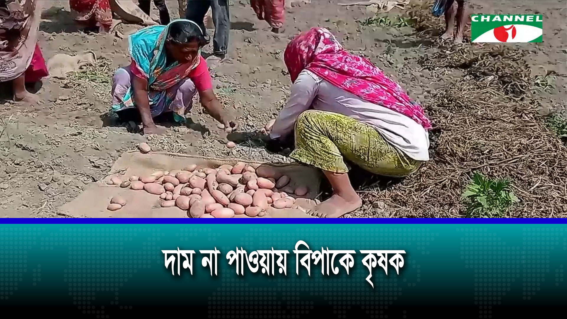 ঠাকুরগাঁওয়ে আলুর বাজারে ধস