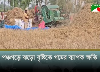 পঞ্চগড়ে ঝড়ো বৃষ্টিতে গমের ব্যাপক ক্ষতি, লোকসানের ঝুঁকিতে চাষিরা