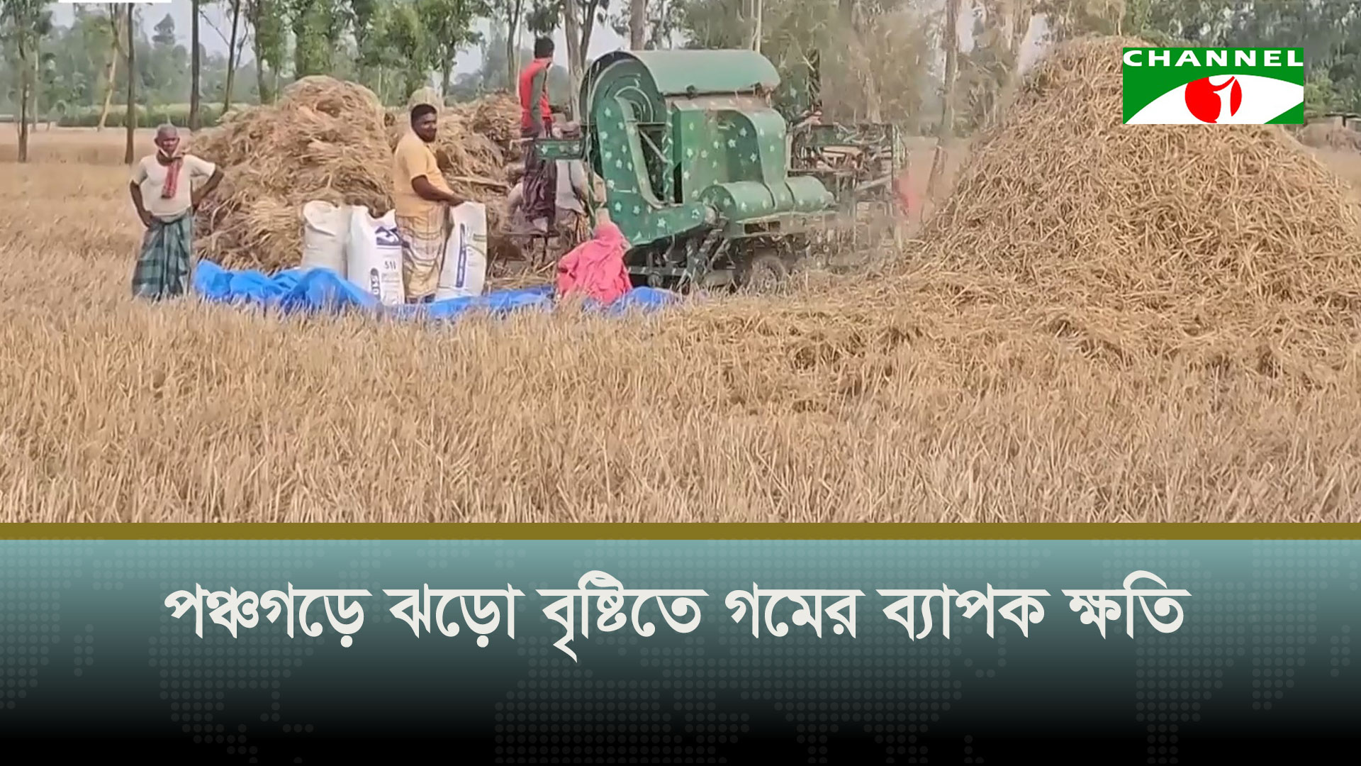 পঞ্চগড়ে ঝড়ো বৃষ্টিতে গমের ব্যাপক ক্ষতি, লোকসানের ঝুঁকিতে চাষিরা