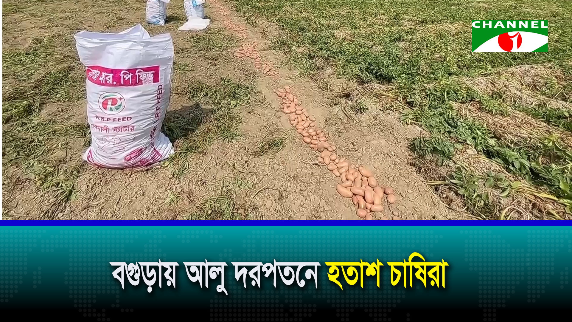 বগুড়ায় আলু দরপতনে হতাশ চাষিরা