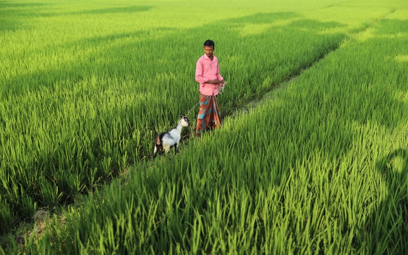 ব্র্যাকের ৫৩ কোটি টাকার বিশেষ কর্মসূচি, কৃষিখাতে ৩২.৮৫ কোটি বরাদ্দ
