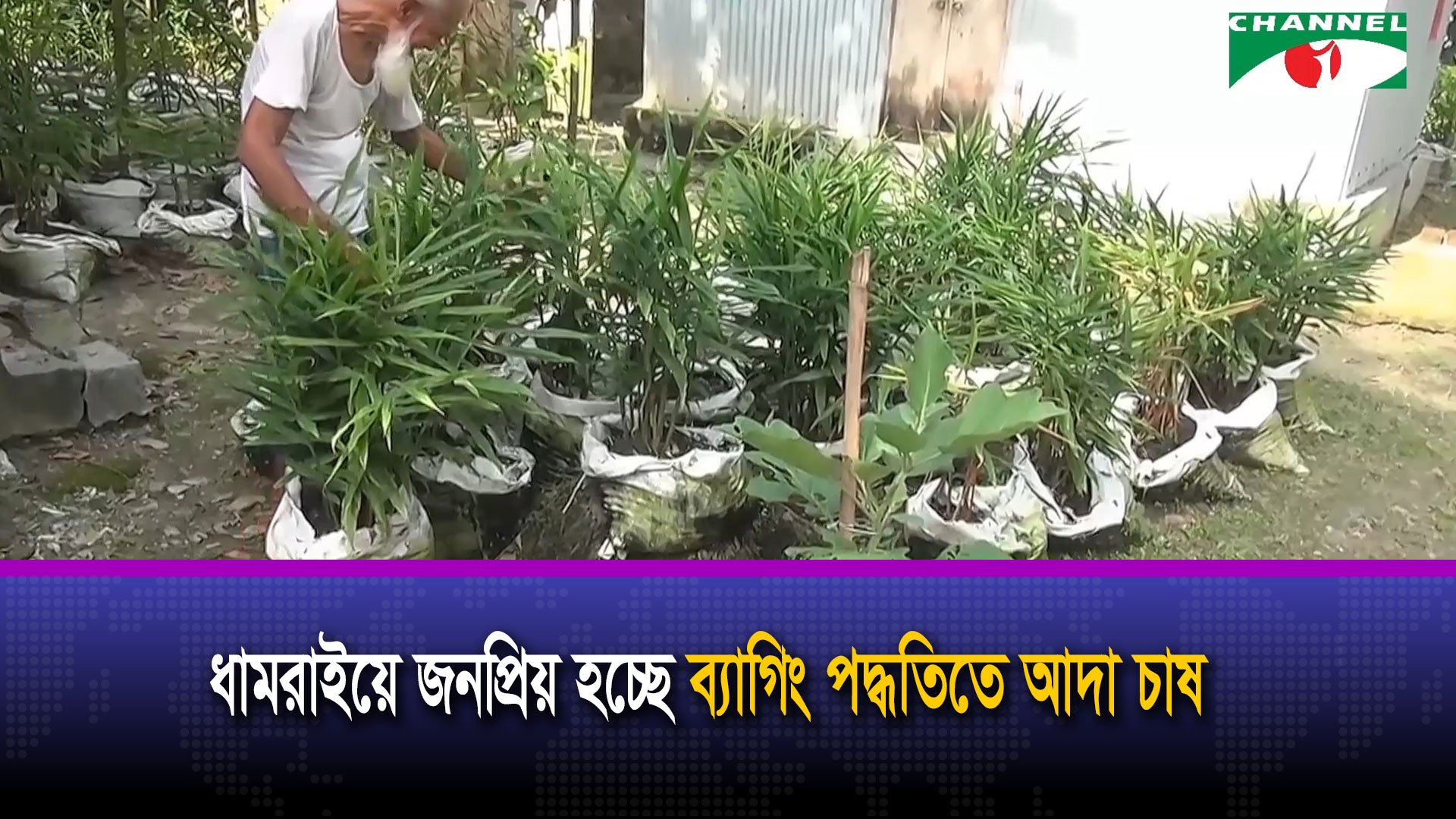 ধামরাইয়ে জনপ্রিয় হচ্ছে ব্যাগিং পদ্ধতিতে আদা চাষ