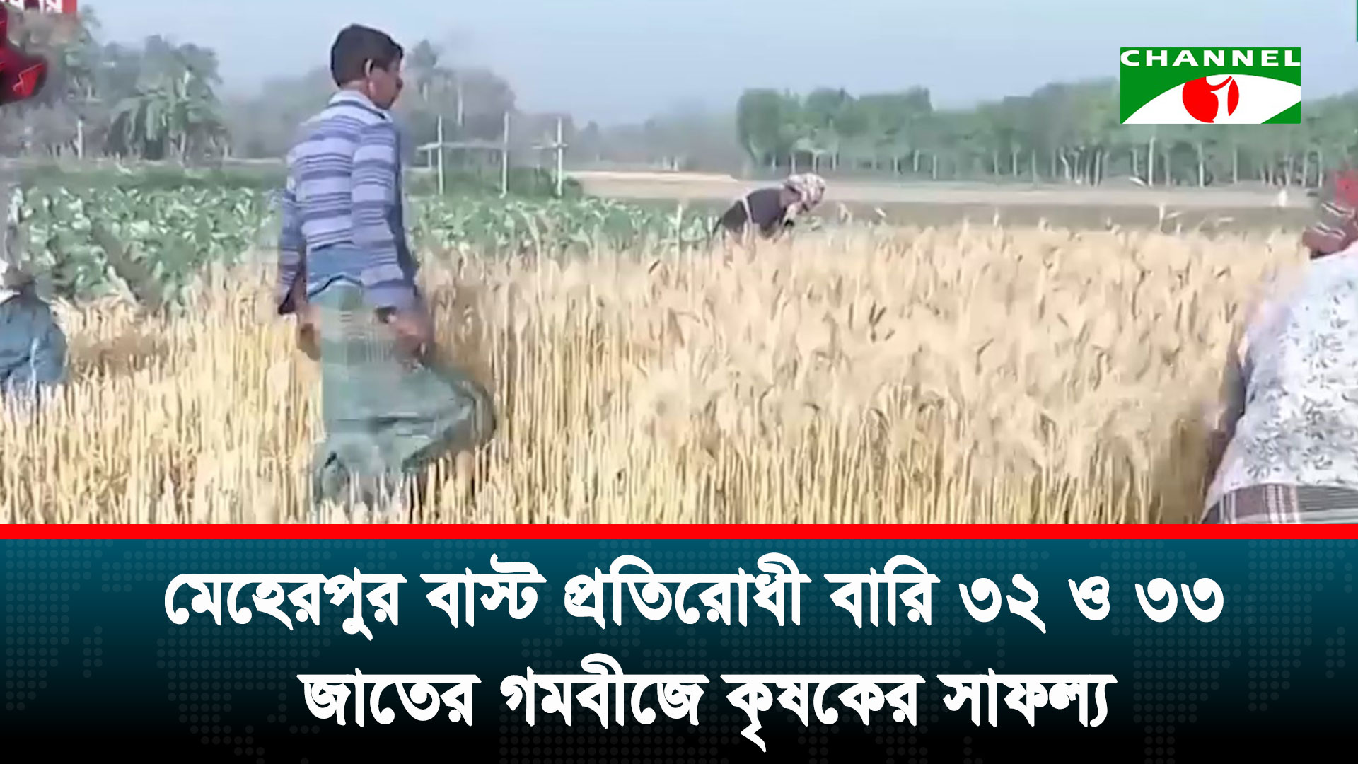 মেহেরপুর ব্লাস্ট প্রতিরোধী বারি ৩২ ও ৩৩ জাতের গমবীজে কৃষকের সাফল্য