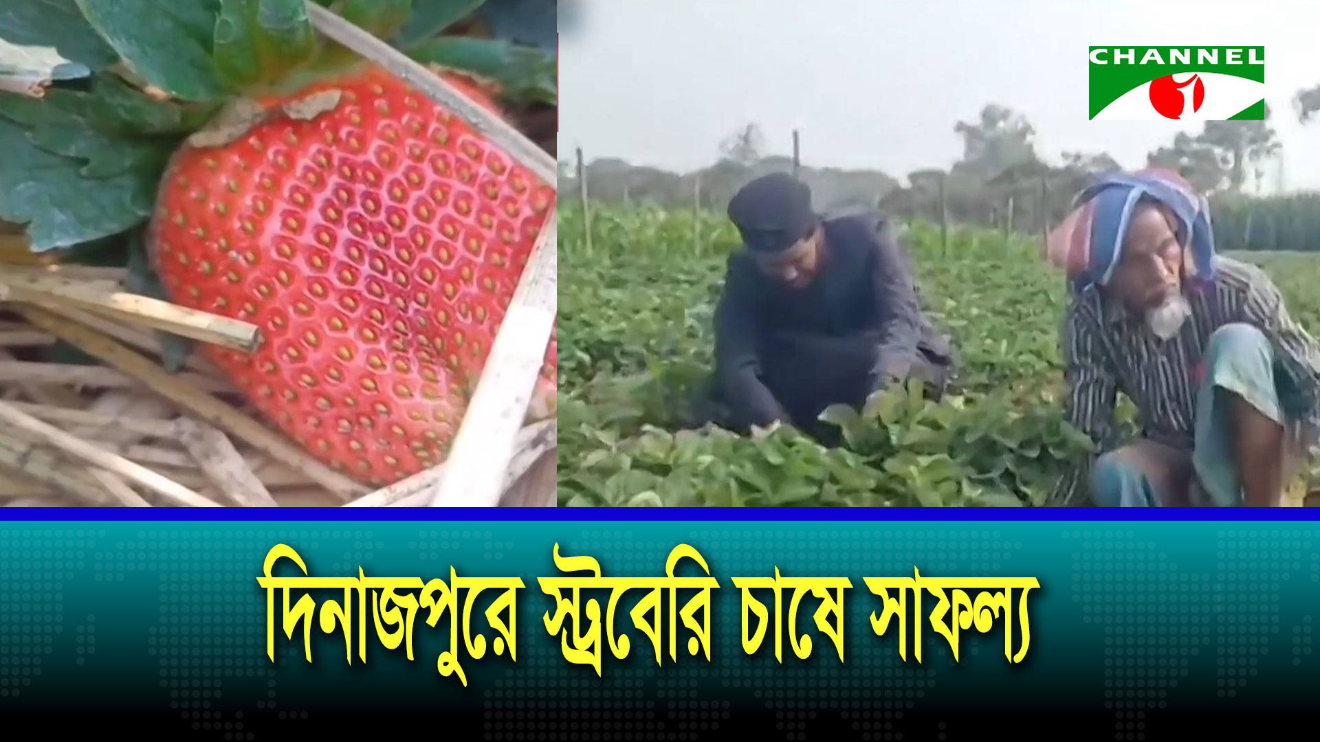 দিনাজপুরে তরুণ কৃষি উদ্যোক্তারা স্ট্রবেরি চাষ করে ব্যাপক সাফল্য পেয়েছেন